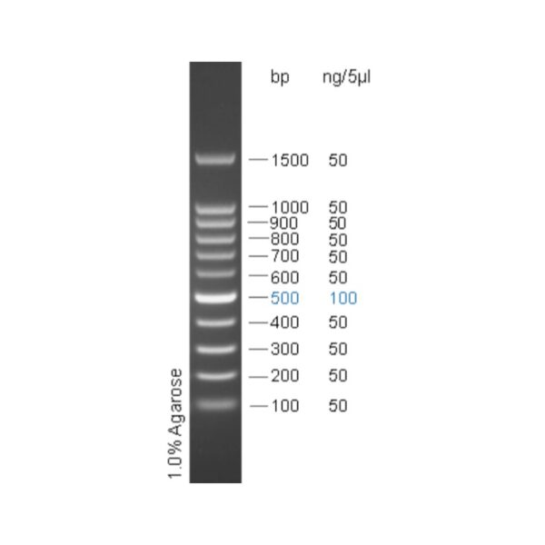 100bp DNA Ladder Marker(100～1500bp)