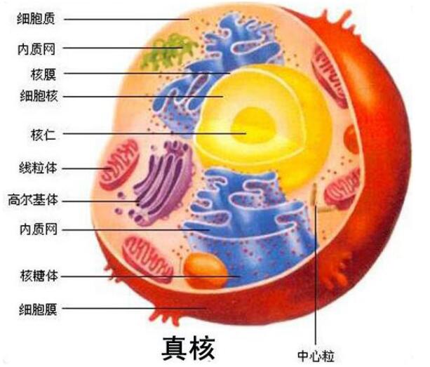 细胞标记