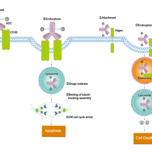 Antibodydrug Conjugate/ADC Related