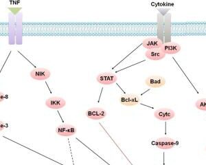 Apoptosis