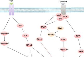 Apoptosis