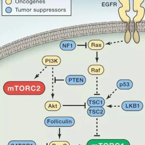 Autophagy