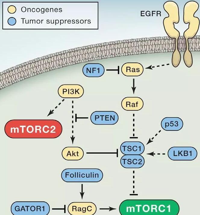 Autophagy