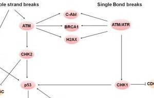 Cell Cycle/DNA Damage