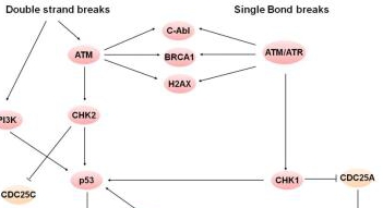 Cell Cycle/DNA Damage