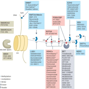 Epigenetics