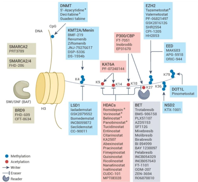 Epigenetics