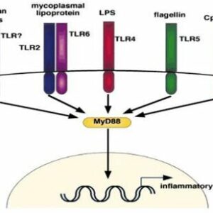 Immunology/Inflammation