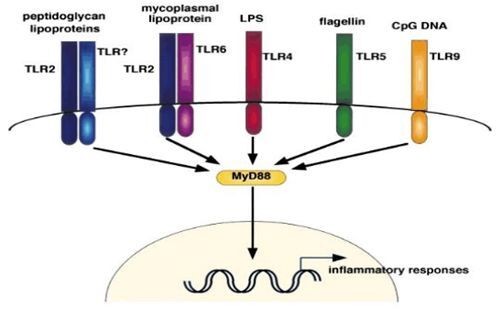 Immunology/Inflammation