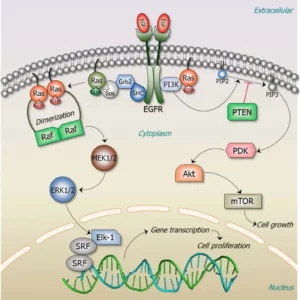 Integrin