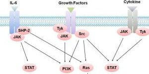 JAK-STAT/IL6