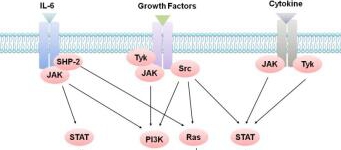 JAK-STAT/IL6