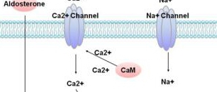 Membrane Transporter/Ion Channel