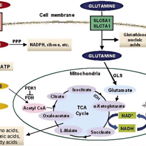 Metabolic Enzyme/Protease