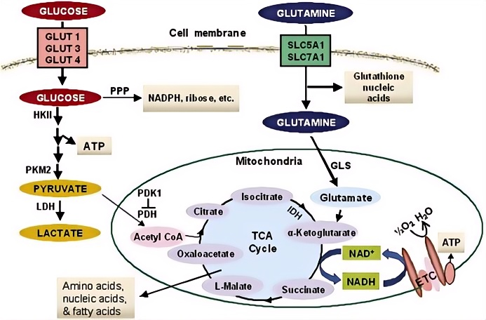 Metabolic Enzyme/Protease