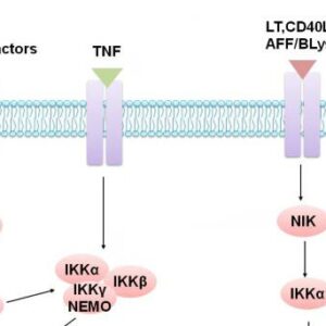 NF-κB