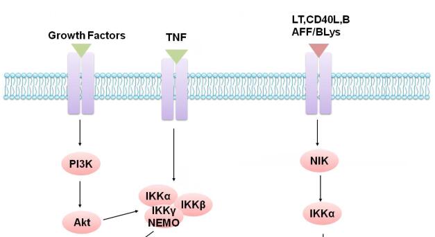 NF-κB