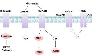 Neuronal Signaling