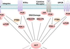 PI3K/Akt/mTOR