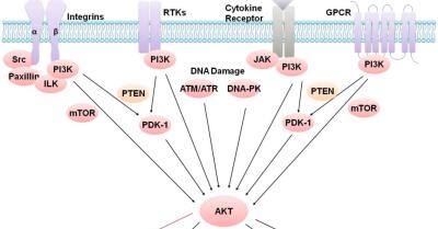 PI3K/Akt/mTOR