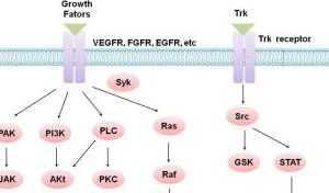 Protein Tyrosine Kinase/RTK