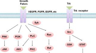 Protein Tyrosine Kinase/RTK