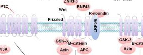 Stem Cell /Wnt