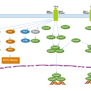 TGF-beta/Smad
