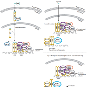 Vitamin D Related/Nuclear Receptor