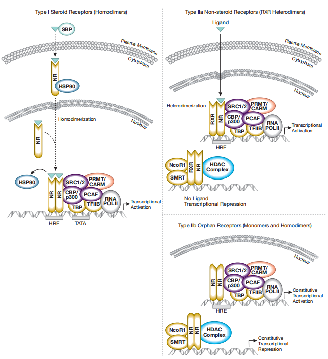 Vitamin D Related/Nuclear Receptor