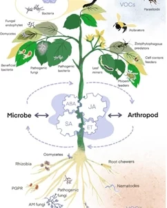 植物激素